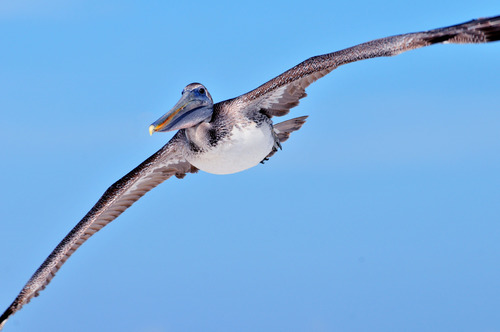 Brown Pelican