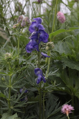 Aconitum nasutum