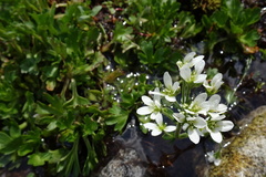 Saxifraga aquatica