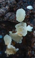 Calycina conorum