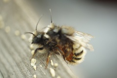 Osmia cornuta