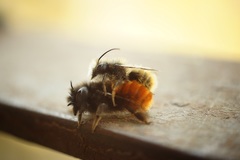Osmia cornuta