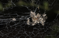 Stegodyphus sarasinorum