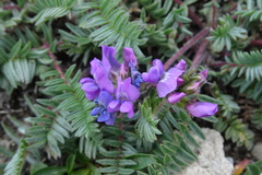 Oxytropis neglecta