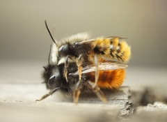 Osmia cornuta