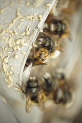 Osmia cornuta
