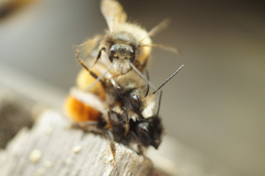 Osmia cornuta