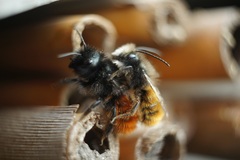 Osmia cornuta