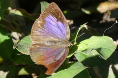 Arhopala bazalus
