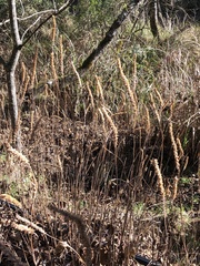 Comanthosphace formosana