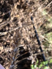 Comanthosphace formosana