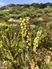 Struthiola argentea