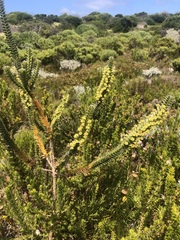 Struthiola argentea