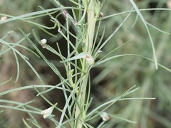 Aceria paracalifornica