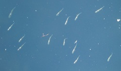 Gracilimugil argenteus