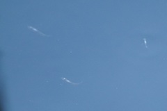 Gracilimugil argenteus