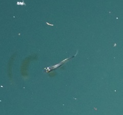 Gracilimugil argenteus