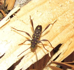 Cotyclytus curvatus