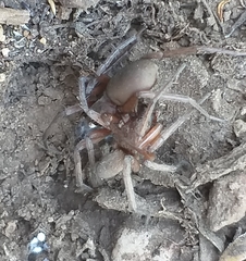 Scotophaeus relegatus