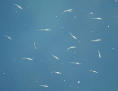 Gracilimugil argenteus