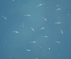 Gracilimugil argenteus