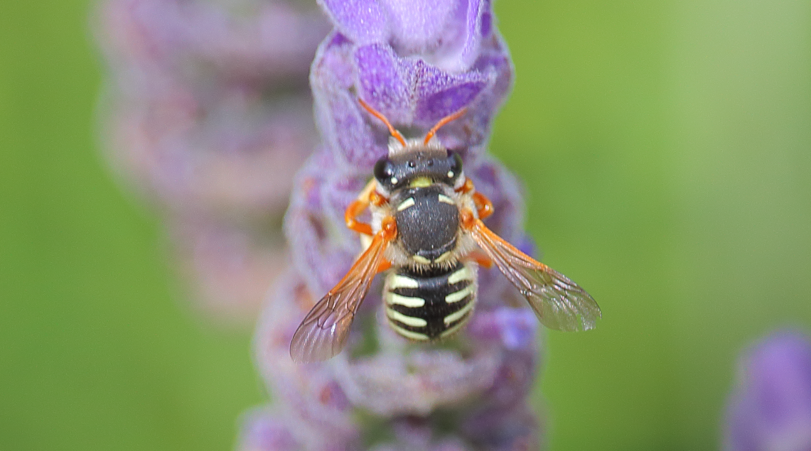 European Wool Carder Bee (NPS National Capital Region Bees and Wasps) ·  iNaturalist