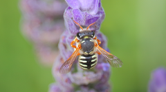 Anthidium chilense
