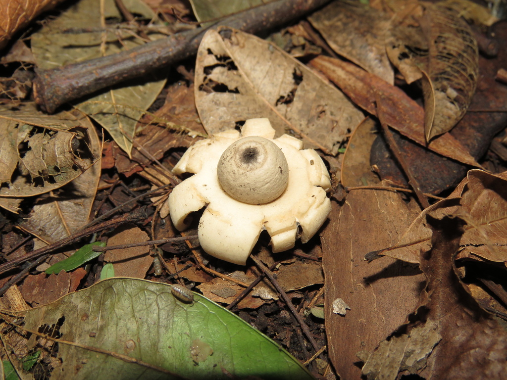 Geastrum saccatum · May 2018 · photo: © nicoolejnik (iNaturalist, cc-by)