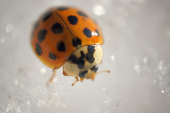 Harmonia axyridis