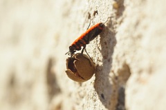Pyrrhocoris apterus