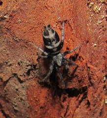 Latonigena