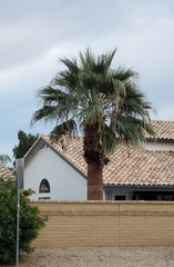 Washingtonia robusta