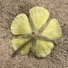 Tribulus terrestris image