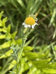 Cotula nigellifolia nigellifolia