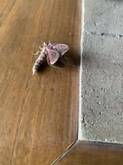 Callipielus arenosus