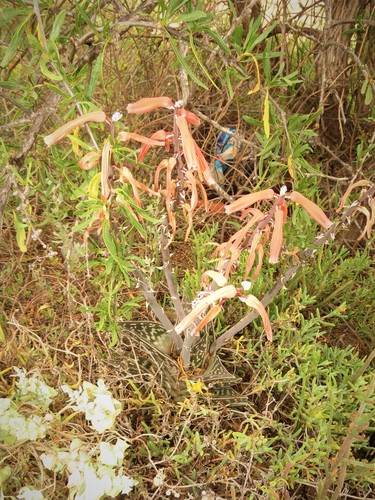 Gonialoe variegata