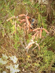 Gonialoe variegata