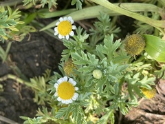 Cotula nigellifolia nigellifolia