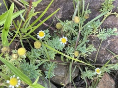 Cotula nigellifolia nigellifolia