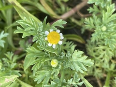 Cotula nigellifolia nigellifolia