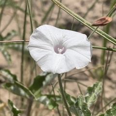 Ipomoea magnusiana