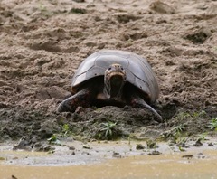 Chelonoidis carbonarius
