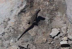 Liolaemus villaricensis