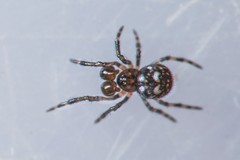 Mysmenidae