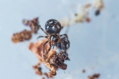 Mysmenidae