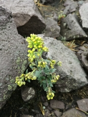 Draba jorullensis