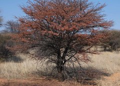Vachellia luederitzii