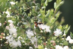 Callisphyris macropus