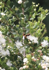Callisphyris macropus