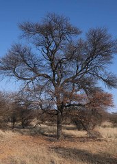 Vachellia luederitzii